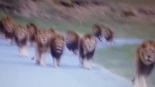 Care Bears meet Real Lions