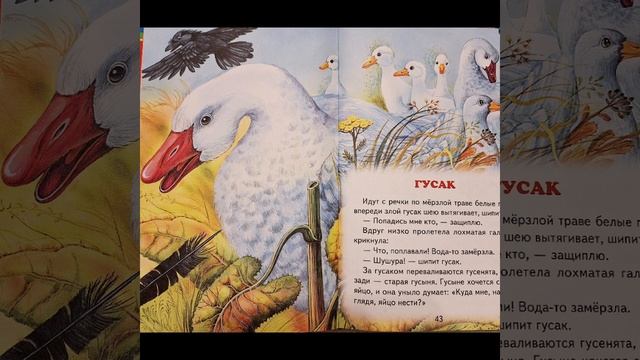 СОРОЧЬИ СКАЗКИ. Мудрец. Гусак