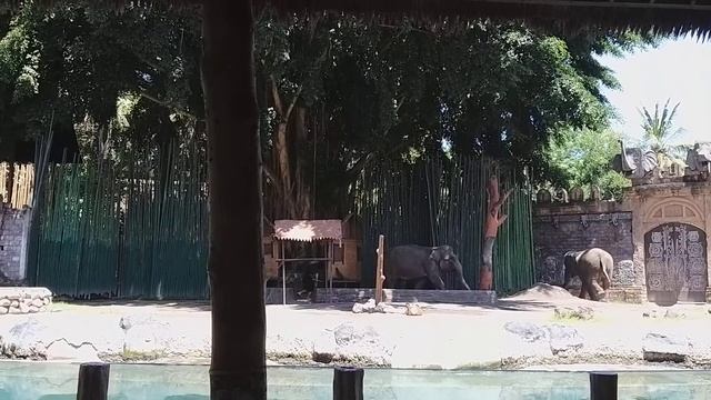 Bali Safari  Marine Park Gianyar Bali  07 Nov 2020