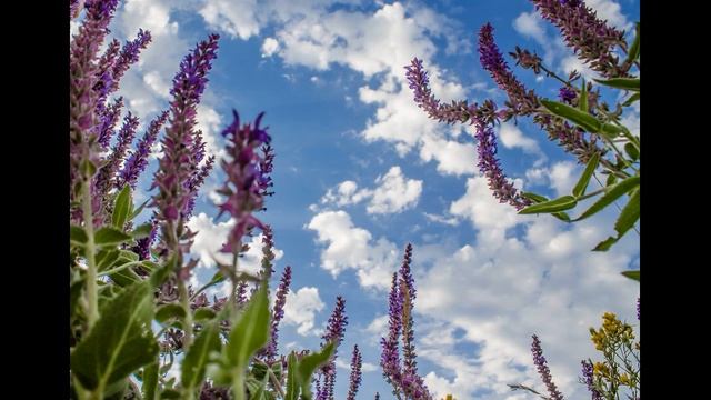 Фотопрогулка "Сила света" в красках лета"/ЦКР БЕЛАЯ КАЛИТВА