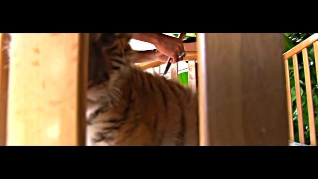 Baby Bengal Tiger Lifes In A Human Bed I Brave Tigers