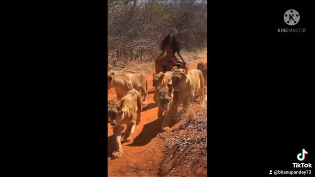 Africa : a Brave  women walking with lions. now goes to viral .