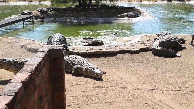 At Otjiwarongo Crocodile Ranch - 1