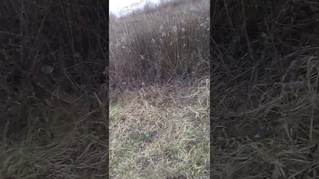 Погода удалась Калининград 20.01.2020г.