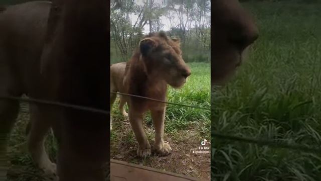 Lion at Nairobi Safari Walk in Kenya. Scared us a little...  #magicalkenya #tembeakenya