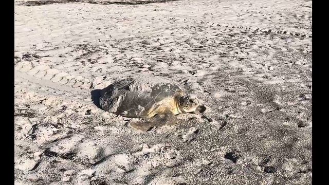 Brave Sea Turtle with missing fin lays eggs and returns to ocean #seaturtle #greenseaturtle #turtle