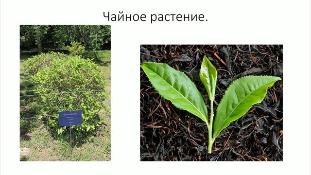 Чайные традиции Китая