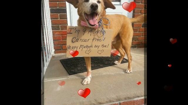 My Way : Sir Leo, Brave Cancer Fighter/Tripod