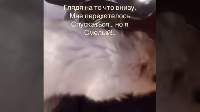 Приключения Тимофея в доме людей/ эпизод 3. Кухня.