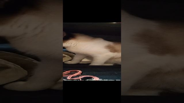 мелкая!!!!!!