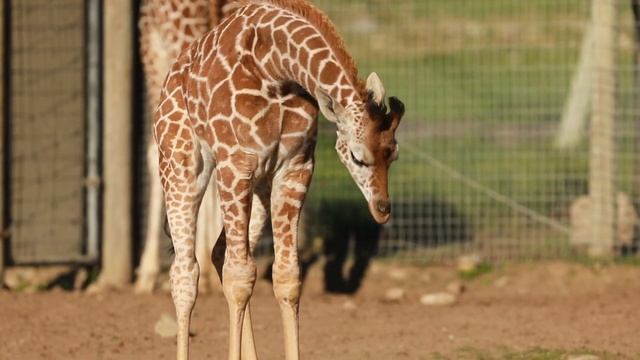 Latest Safari West Giraffe "Deebo"