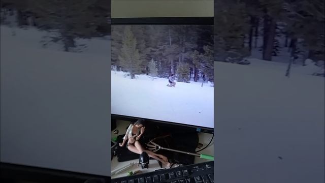 Проледяных акул