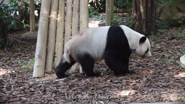 Giant Panda Enjoying His Life At Shenzhen Safari Park | iPanda