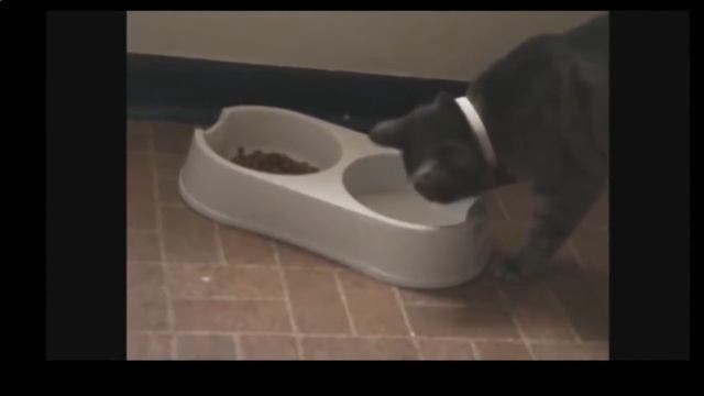 Видео приколы про котов . georgian.d.n.m