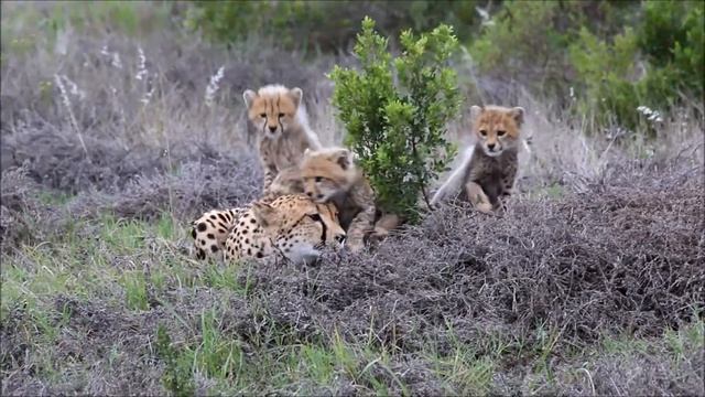 Best video ever of 2.5 month old cheetah cubs at Shamwari Game Reserve