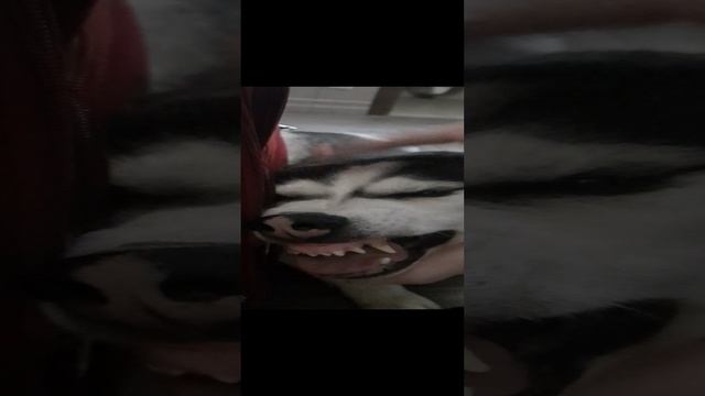 Злой хаски