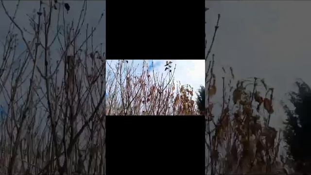 Синички-сестрички.
26.10.2024.