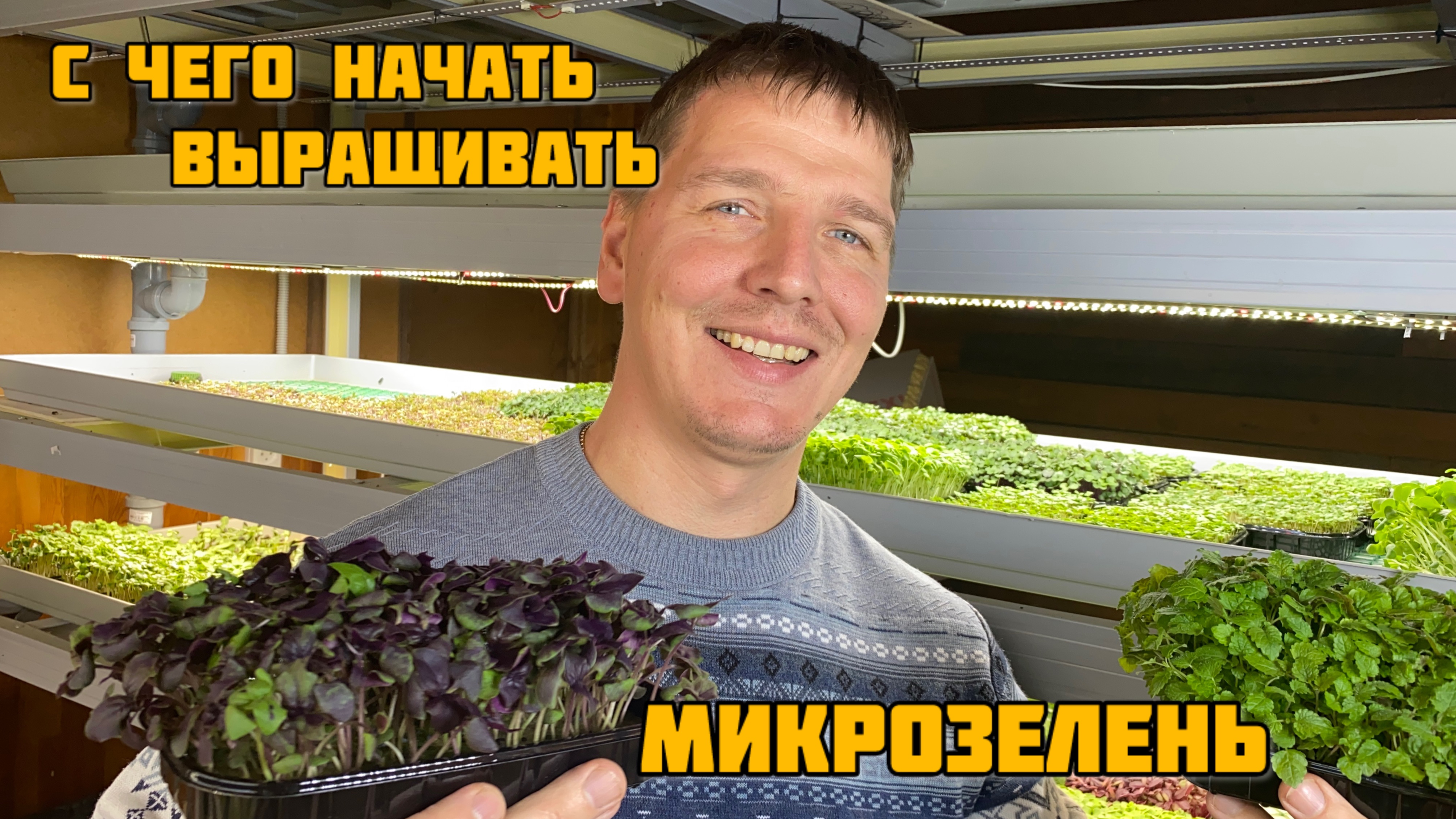 С чего начать выращивание микрозелени