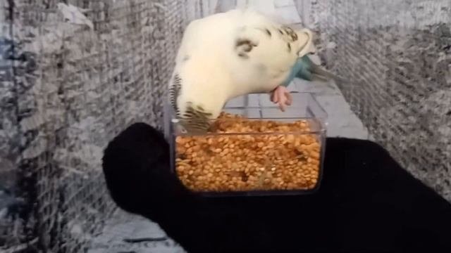волнистый попугай 🦜учим говорить