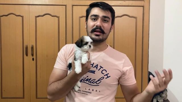 Brave girl Saved the life of Shih Tzu Puppies😇