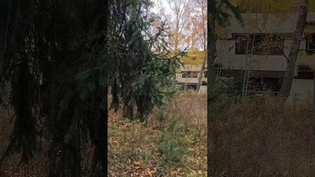 Сделала микс-видео днём по дороге из административного корпуса. #tataanriпитер #природа #зеленогорск