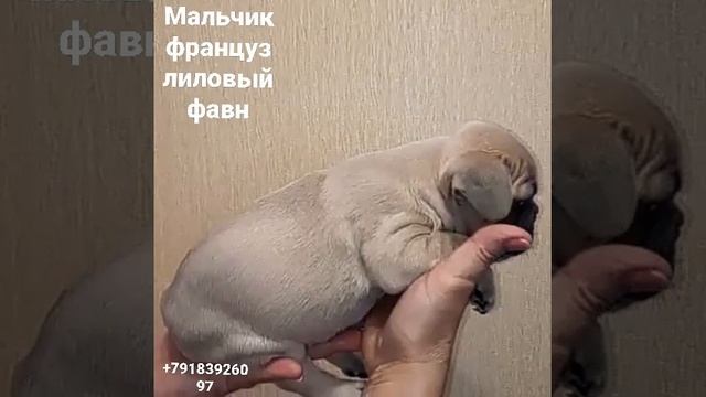 #бульдогцветной #французскийбульдог #английскийбульдог #бульдоги #панда_копирайтинг #бульдогомания