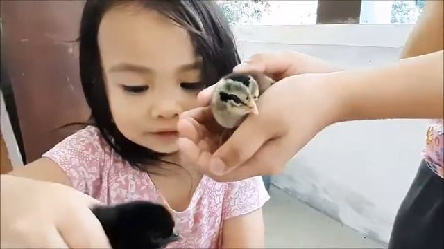 brave kids, pls. behave mother chicken..