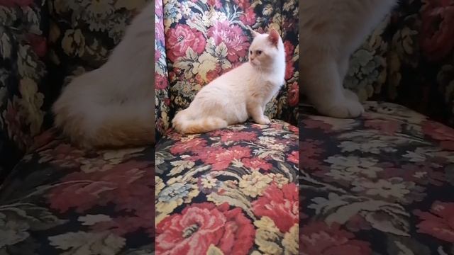 lv_0_20241026174903.mp4