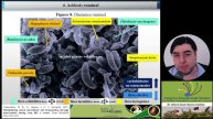 Diagnóstico y tratamiento de las patologías del aparato digestivo de los rumiantes domésticos