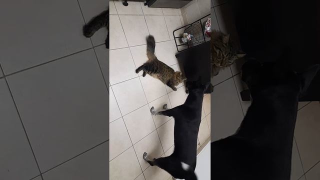 кот Мотя и собака Скай играются на кухне  cat Motya and dog Sky are playing in the kitchen