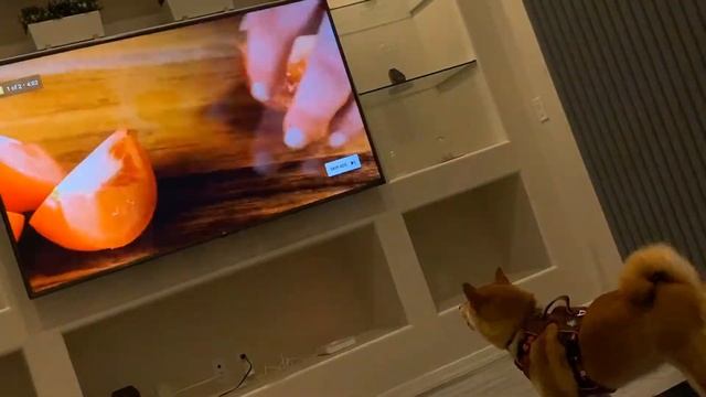 Shibe Dislikes YouTube Ads