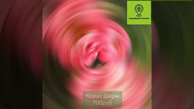 Пионы, сорта в наличии 26.10.2024
