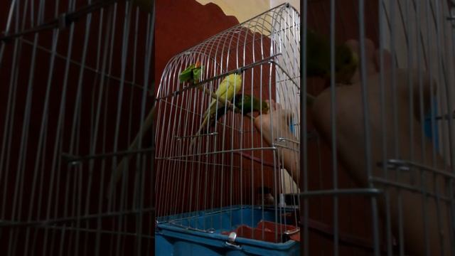 Через 4 дня мой попугай начал есть с руки сразу!!!