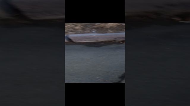 гуляю с собакой 🐕🐕🐕🐕🐕🐕 3 часть