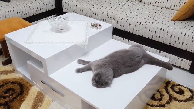 Стол. Журнальный столик. Кот на столе