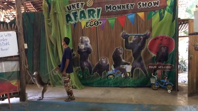 Phuket safari eco plus monkey show | curtain opens