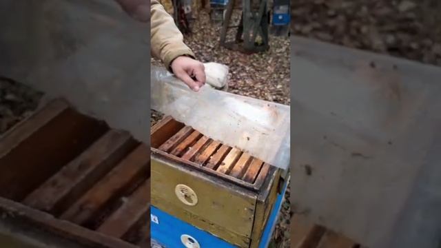 Подготовка пчёл к зиме