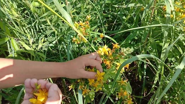 Изучаем, как растет зверобой. Русская Классическая Школа. Окрестности Новоиерусалимского монастыря.