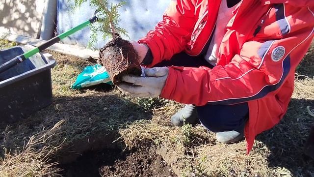 🌲Посадка хвойных растений с литровых контейнеров очередной заказ🌲