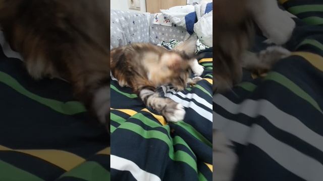 Это моя кошка