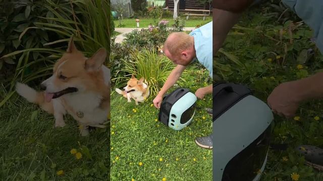 Собрались в космос @kitfortshow #коржмарти #корги #собака #юмор #животные #corgi #dog #funny