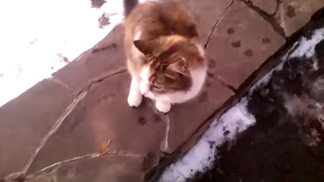 Василиса просит вкусняшку