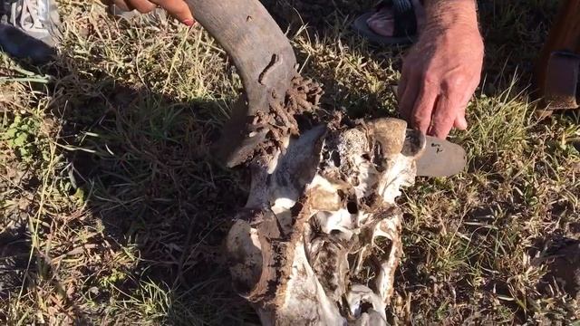 Governors' IL Moran experience review - Wildebeest skull, walking safari #GMClivereviews