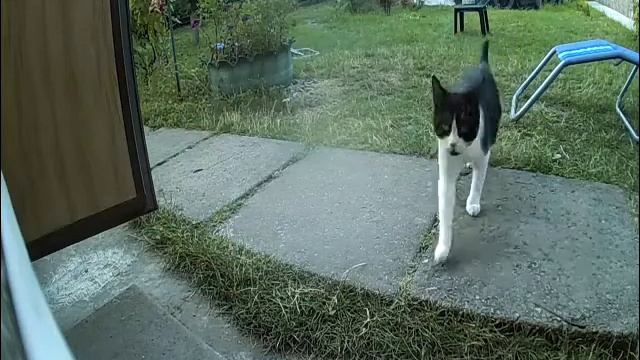 БАРСА БЕЖИТ НА КУХНЮ СО СКОРОСТЬЮ СВЕТА | МЕМЫ