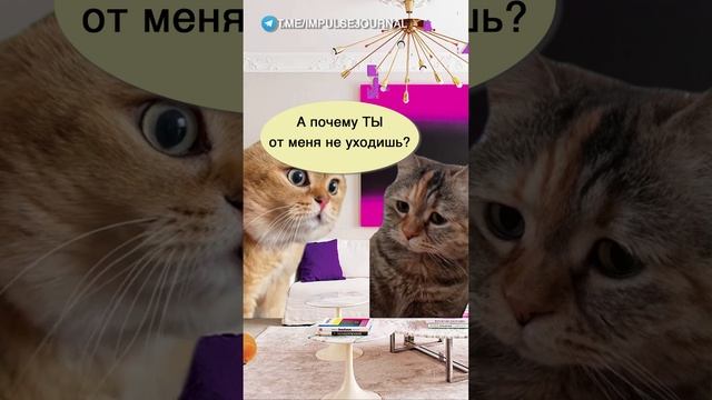 Лучше не искать #мыкотики #вмем #разговор #анекдот #шутки #кот #юмор #смешное #прикольно #мемы #cat