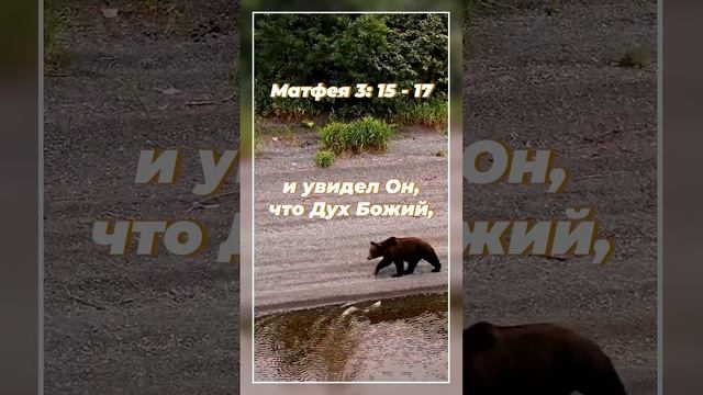 Матфея 3: 15 - 17 | ИПБ им. Кулакова  #sda_voskhozhdenie_shorts #книги #библия