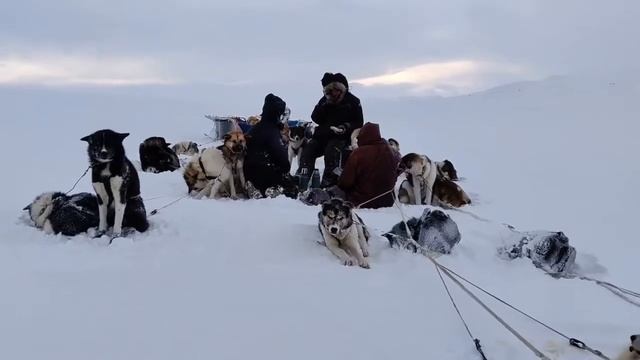 Engholm Husky - Expedition to the arctic sea Norway Finnmark 2021