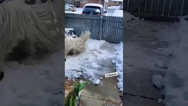 У вас тряпка взбесилась