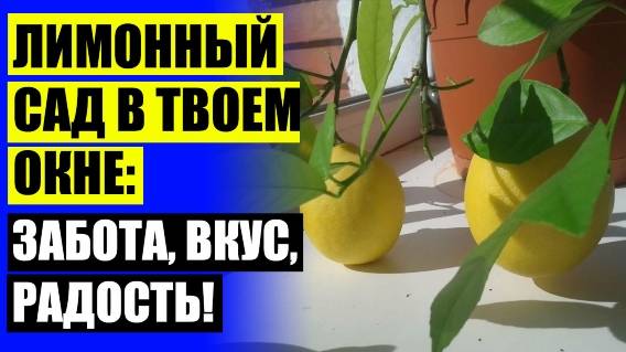 🔥 Выращивание комнатного лимона в домашних условиях ⛔ Домашние плодоносящие растения