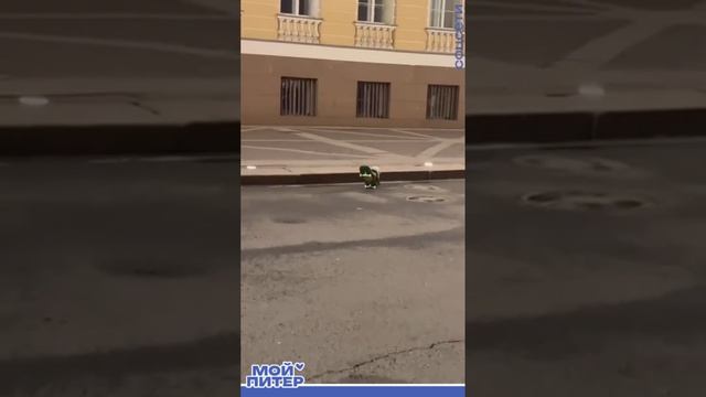пес умеет кататься на доске